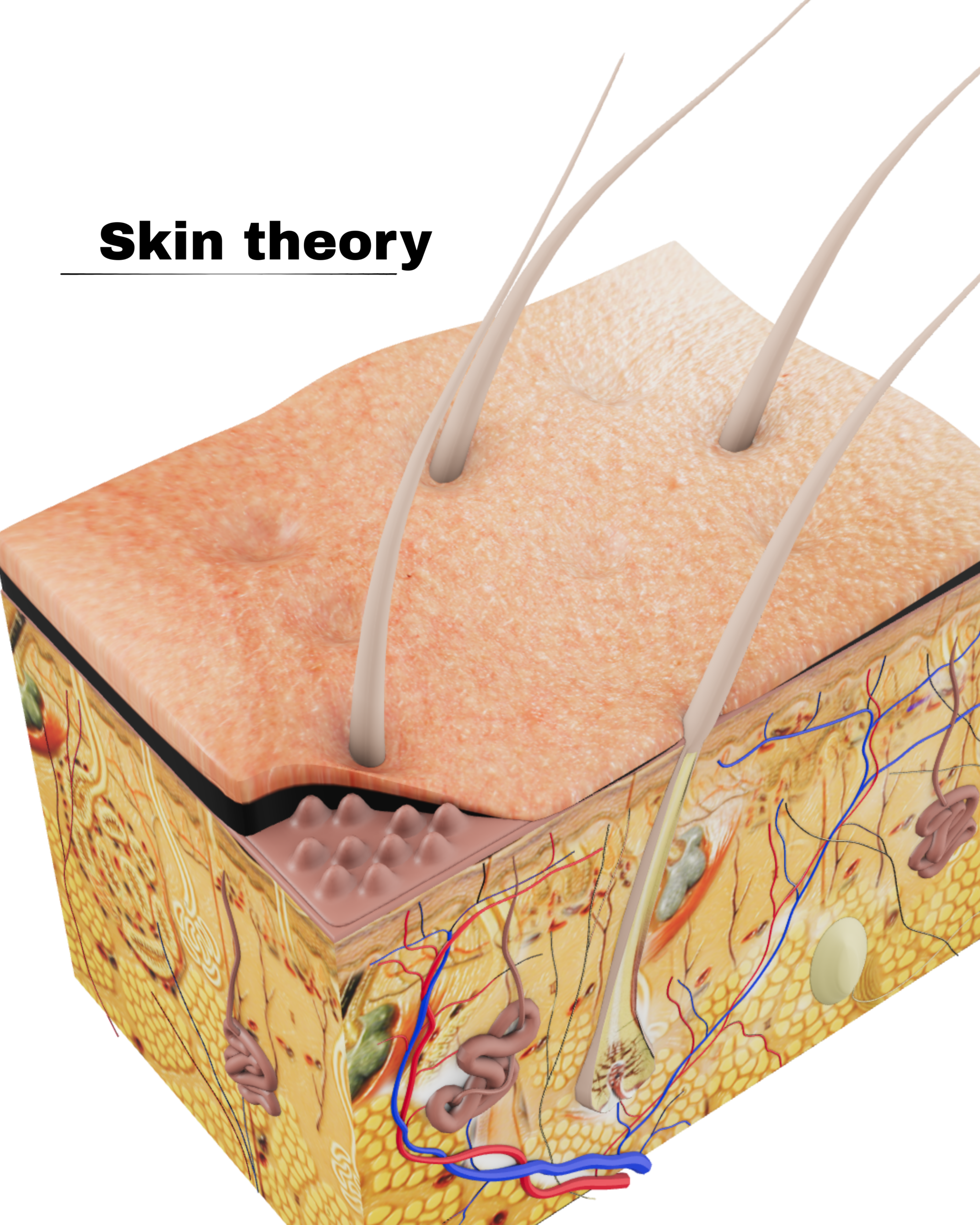 Protected: SKIN THEORY